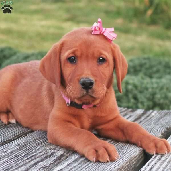 Arizona, Fox Red Labrador Retriever Puppy